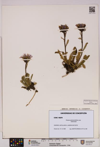 Perezia pedicularidifolia [Espécimen: UDEC:CONC:0135278]