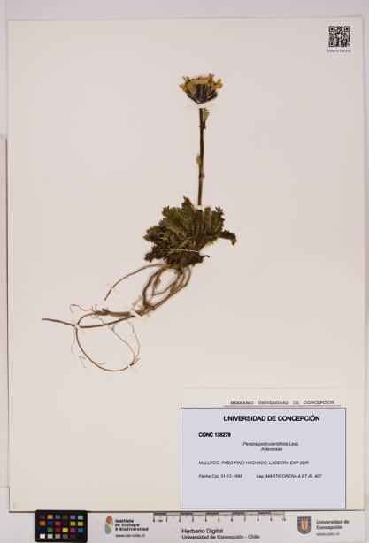Perezia pedicularidifolia [Espécimen: UDEC:CONC:0135279]