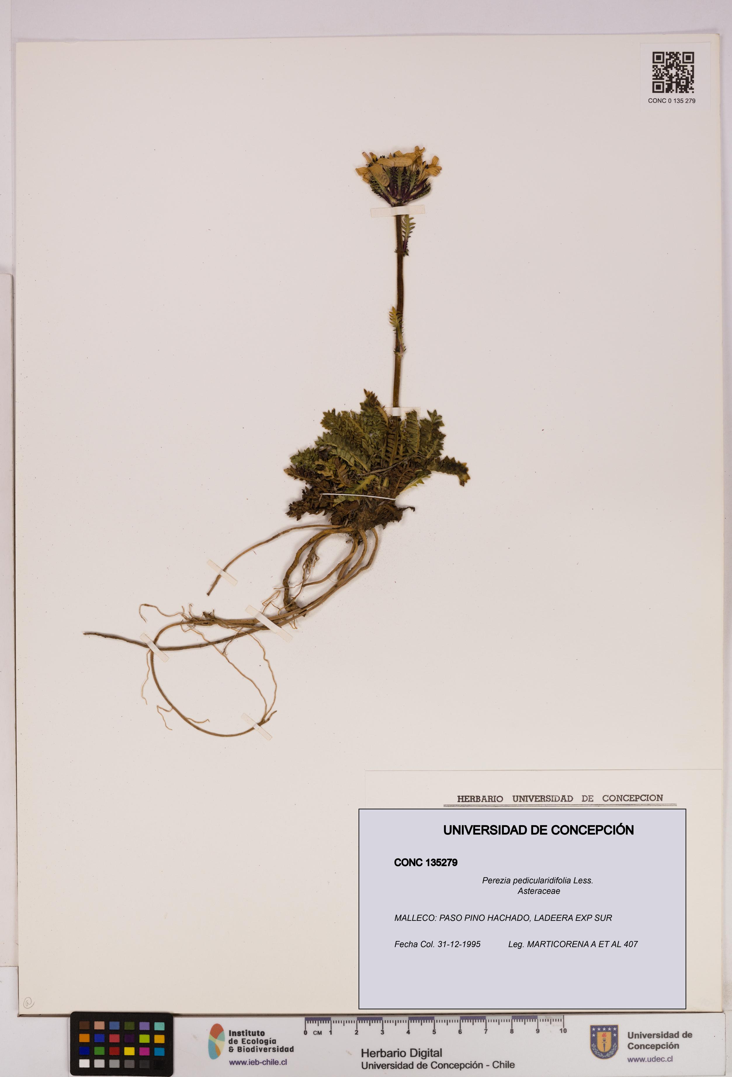 Perezia pedicularidifolia [Espécimen: UDEC:CONC:0135279]