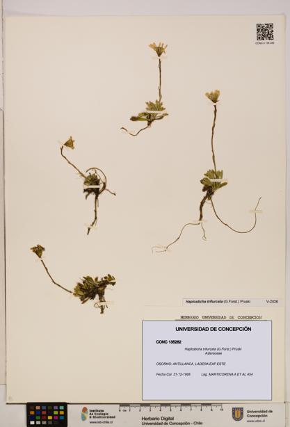 Haplosticha trifurcata [Espécimen: UDEC:CONC:0135282]