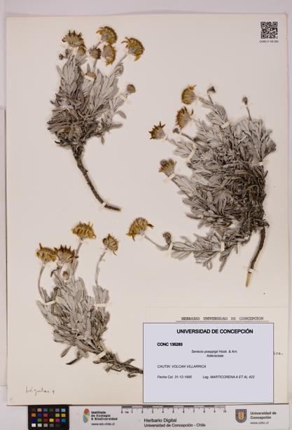 Senecio poeppigii [Espécimen: UDEC:CONC:0135283]