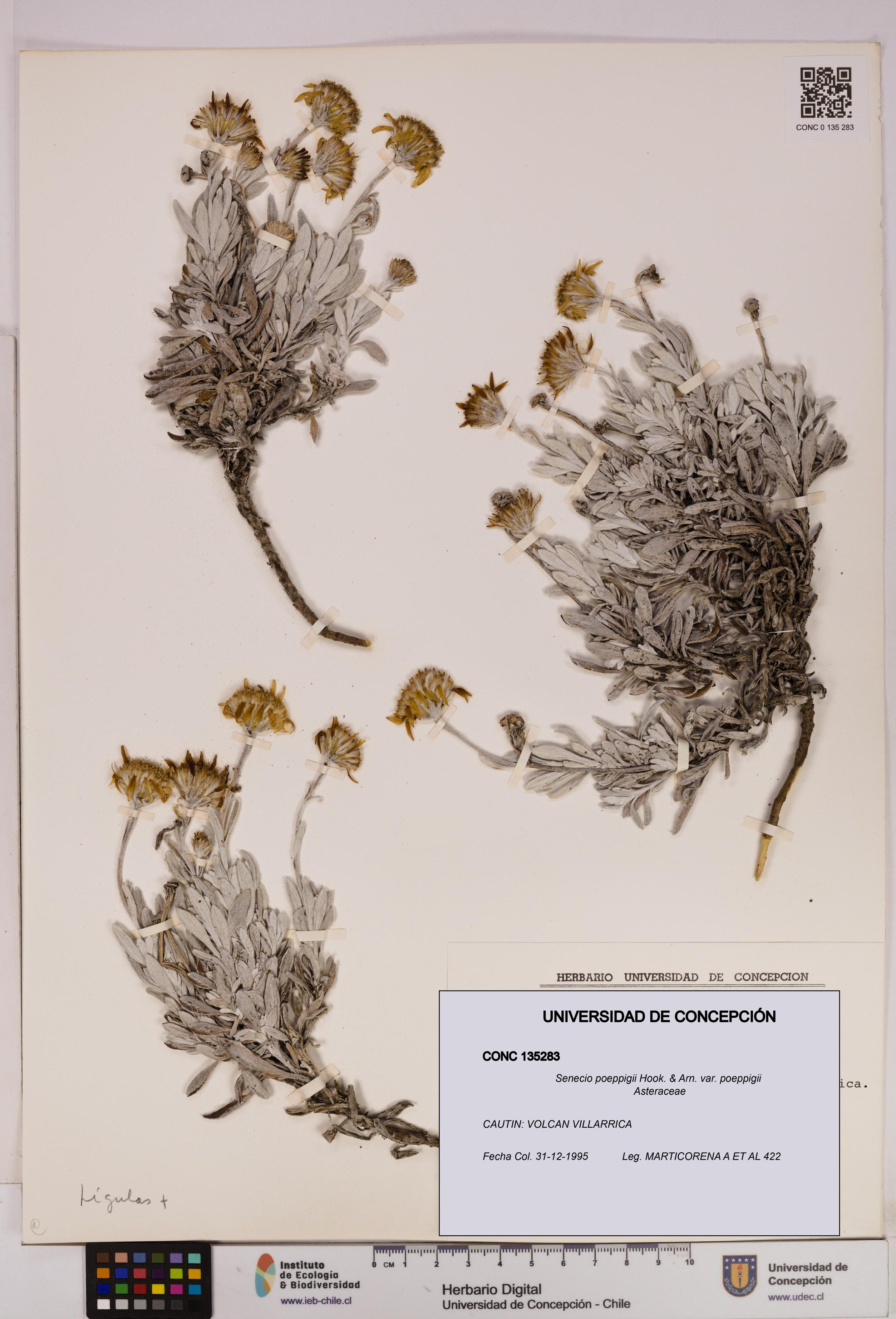 Senecio poeppigii var. poeppigii [Espécimen: ]