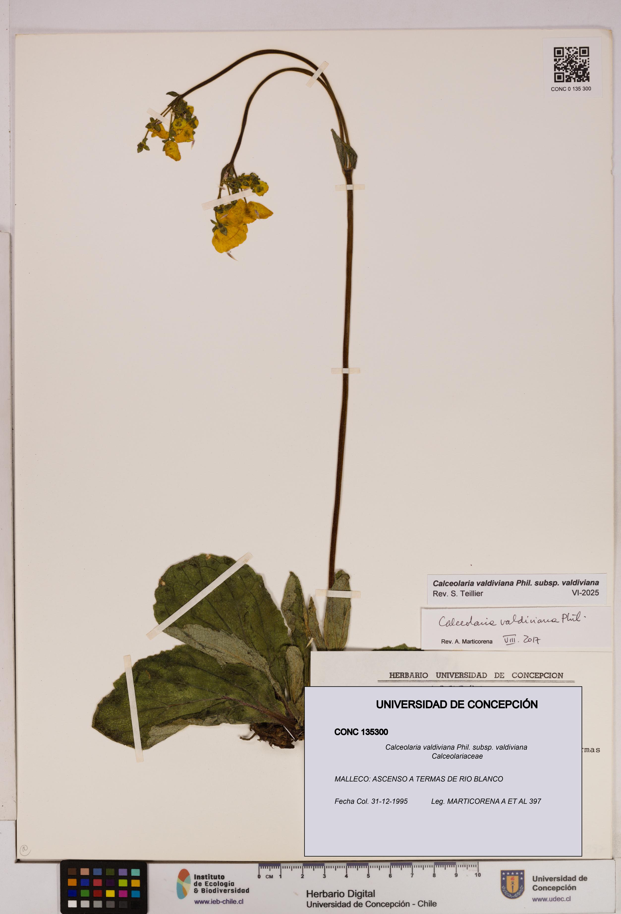 Calceolaria valdiviana subsp. valdiviana [Espécimen: UDEC:CONC:0135300]