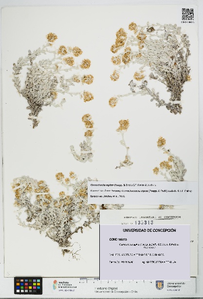 Gamochaeta alpina [Espécimen: UDEC:CONC:0135313]