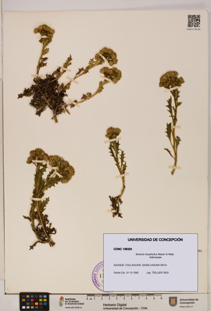 Senecio dryophyllus [Espécimen: UDEC:CONC:0135323]