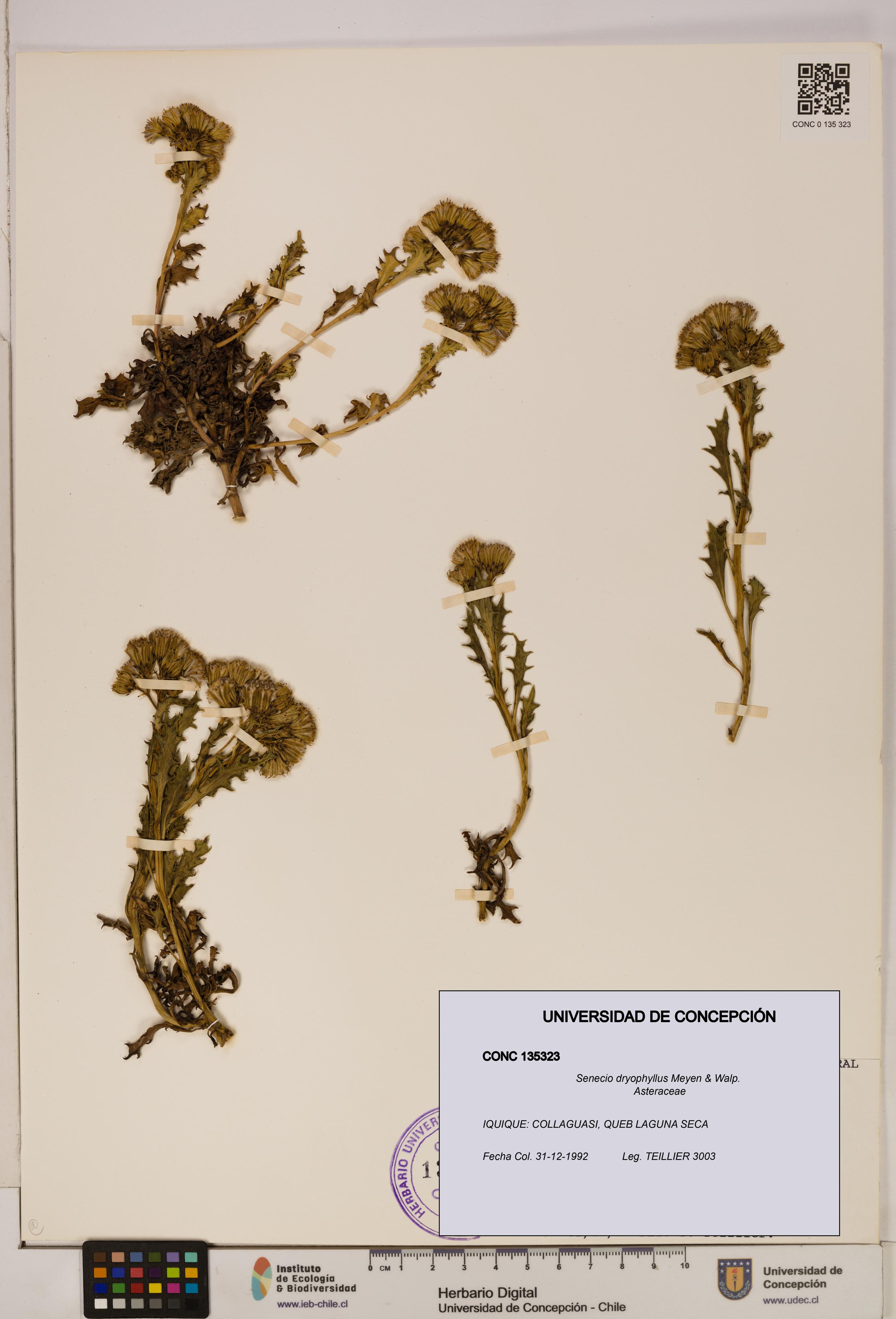 Senecio dryophyllus [Espécimen: UDEC:CONC:0135323]