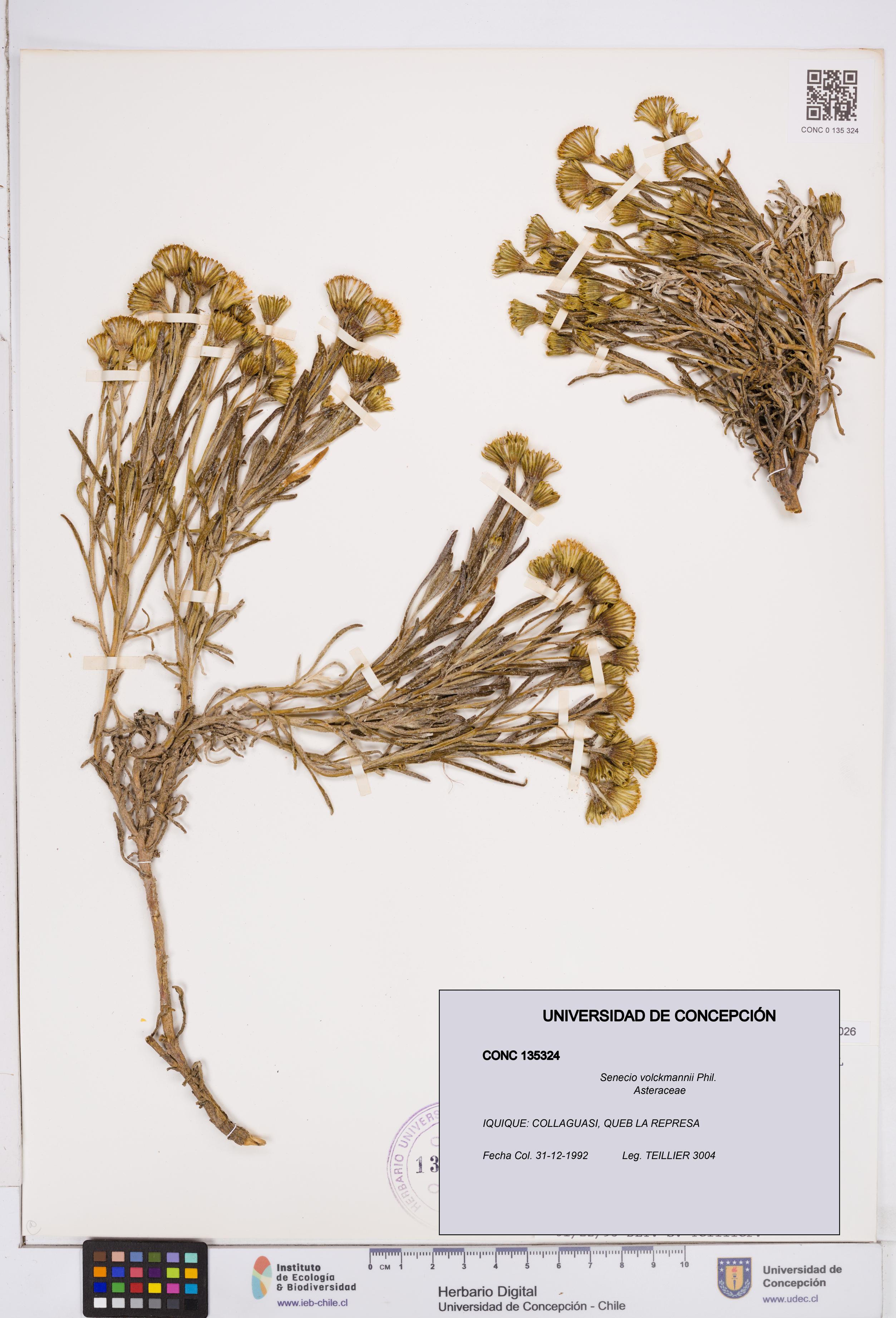 Senecio volckmannii [Espécimen: ]