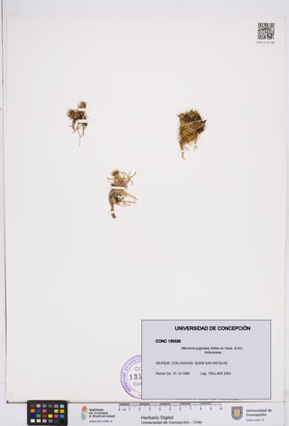 Werneria pygmaea [Espécimen: ]