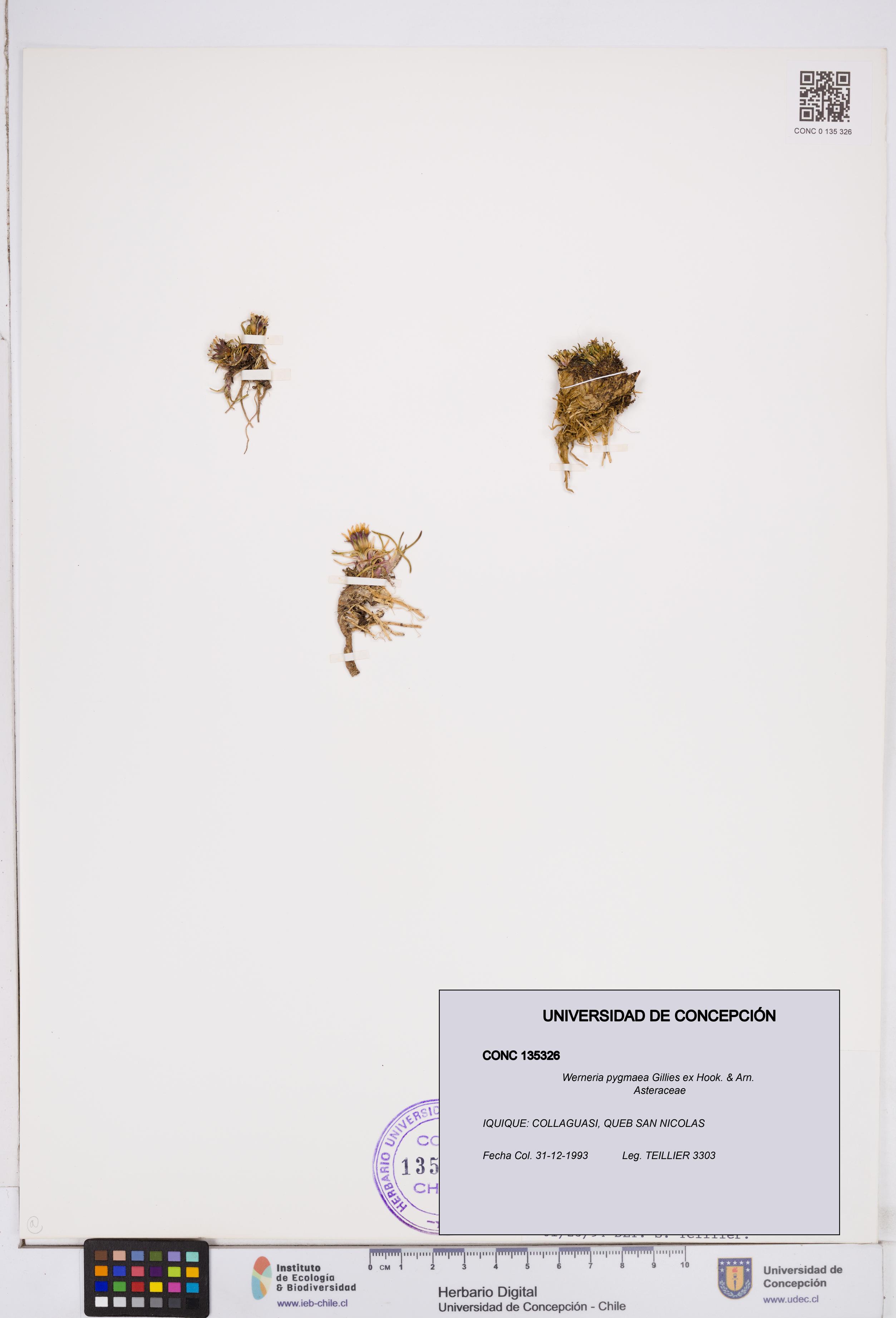 Werneria pygmaea [Espécimen: ]
