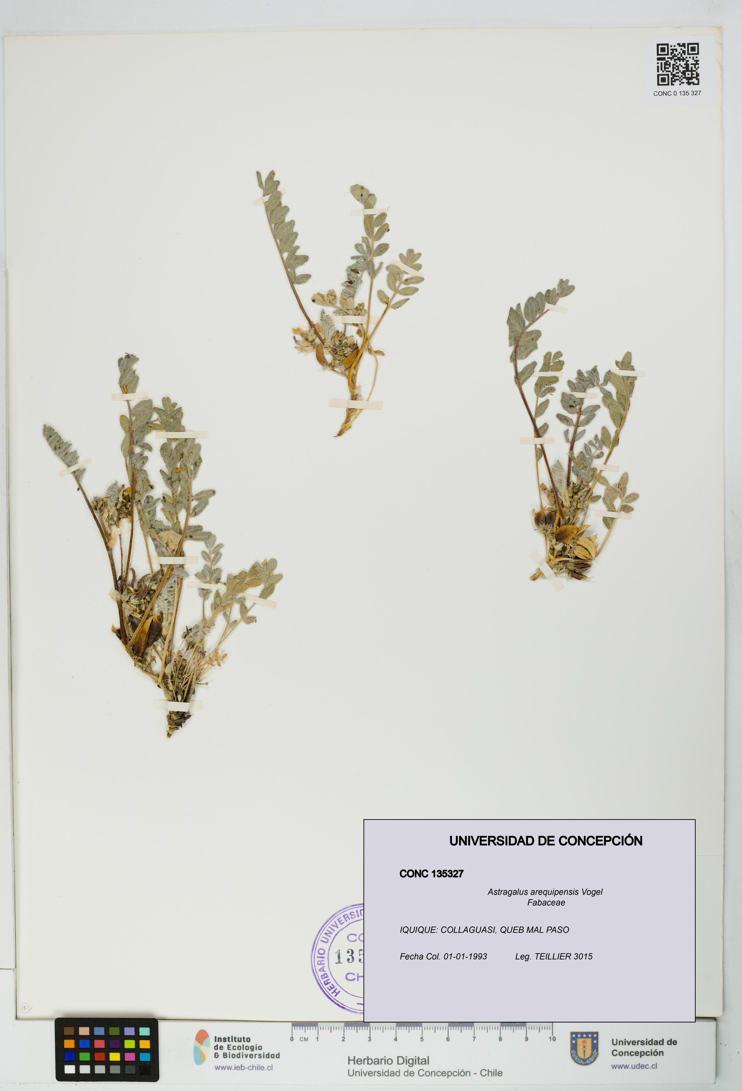Astragalus arequipensis [Espécimen: UDEC:CONC:0135327]