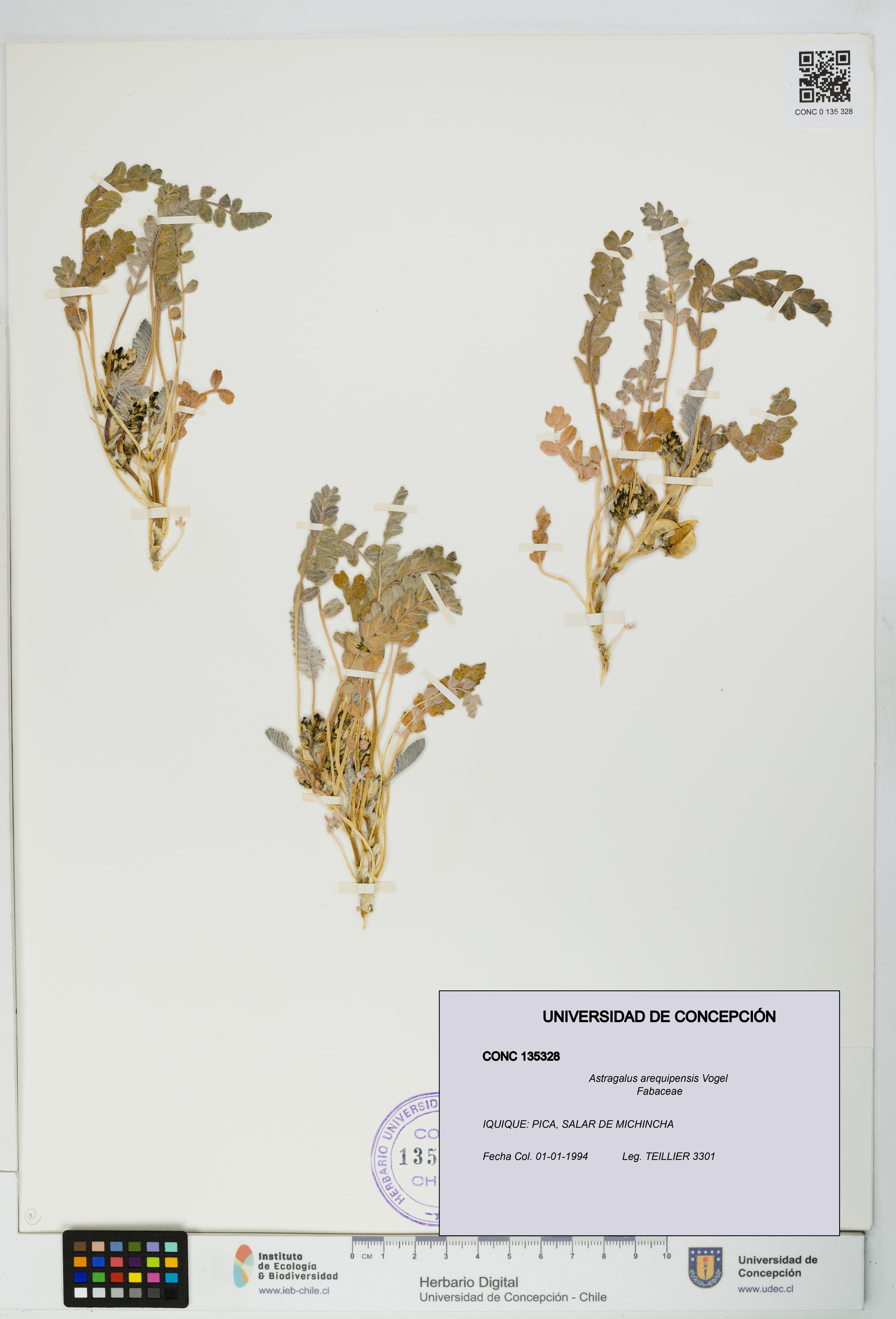 Astragalus arequipensis [Espécimen: UDEC:CONC:0135328]