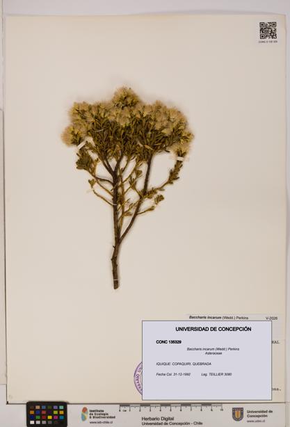 Baccharis incarum [Espécimen: UDEC:CONC:0135329]