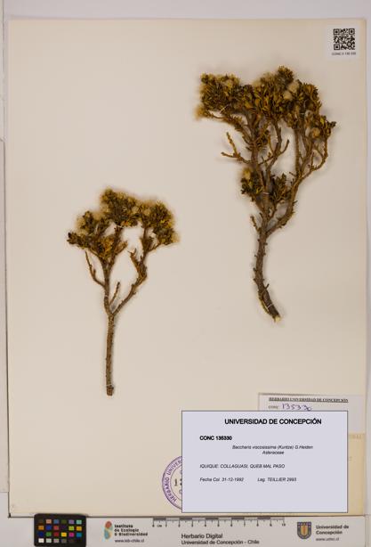 Baccharis tola [Espécimen: UDEC:CONC:0135330]