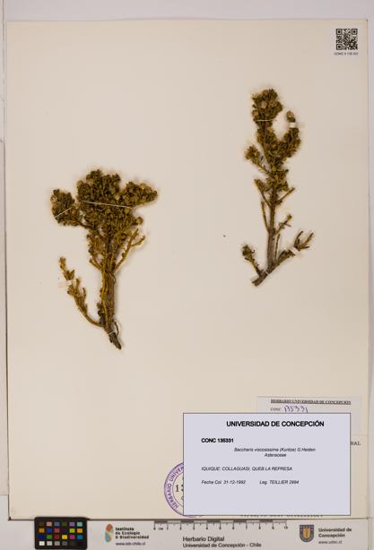 Baccharis tola [Espécimen: UDEC:CONC:0135331]
