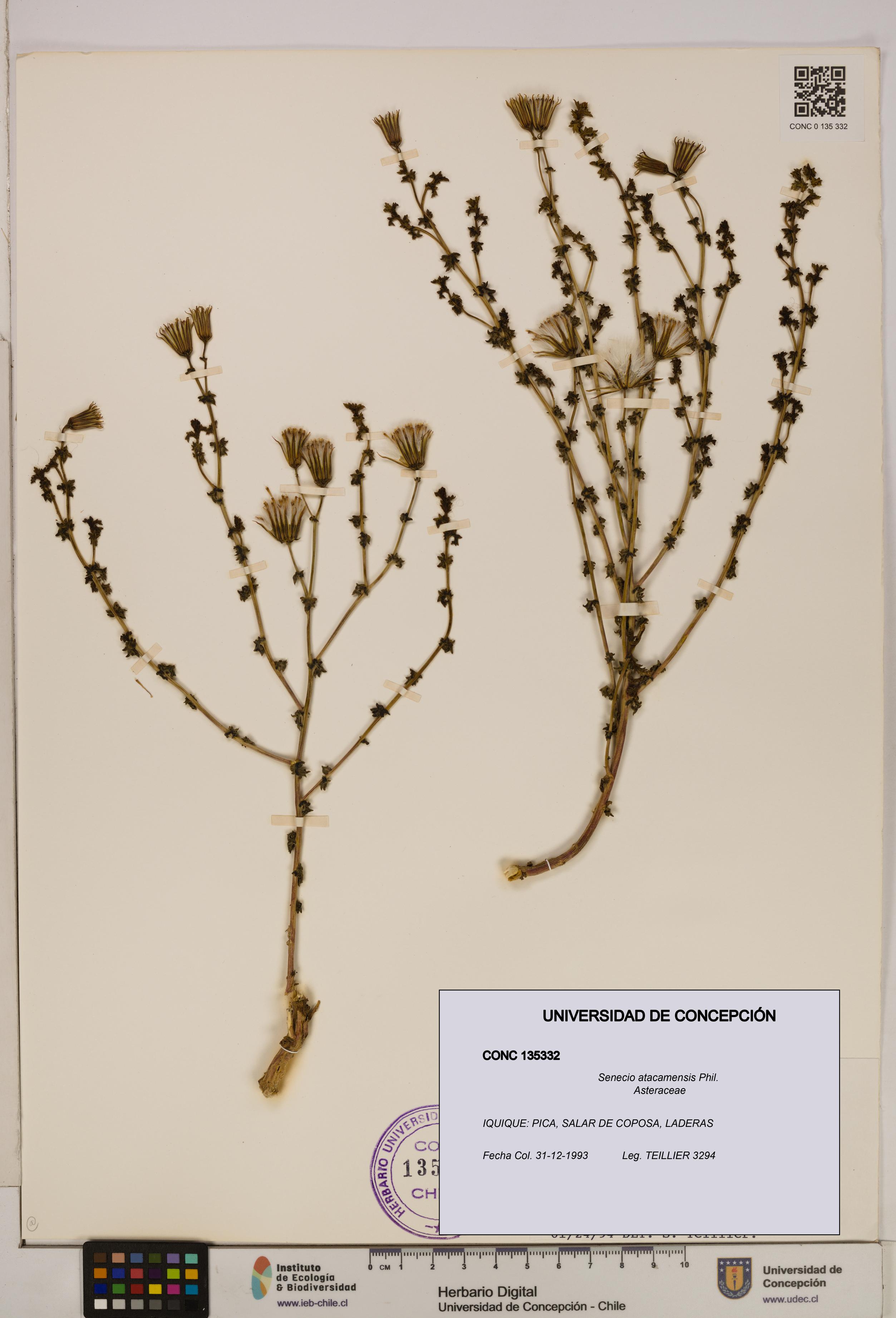 Senecio atacamensis [Espécimen: UDEC:CONC:0135332]