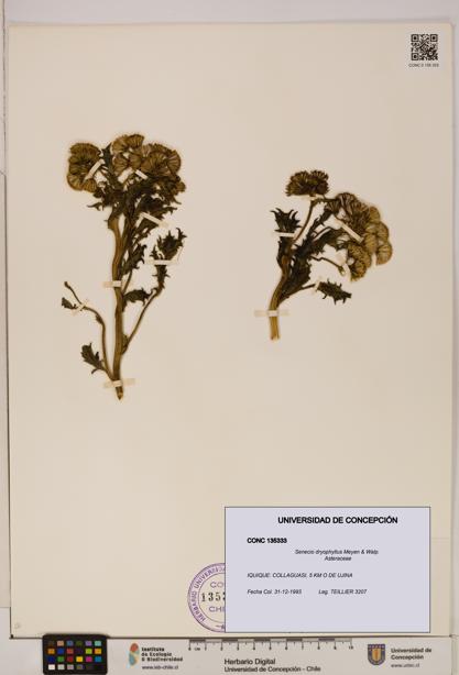 Senecio dryophyllus [Espécimen: UDEC:CONC:0135333]