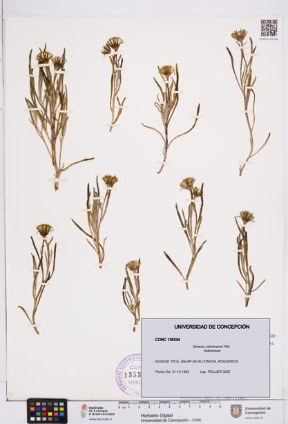 Senecio volckmannii [Espécimen: ]