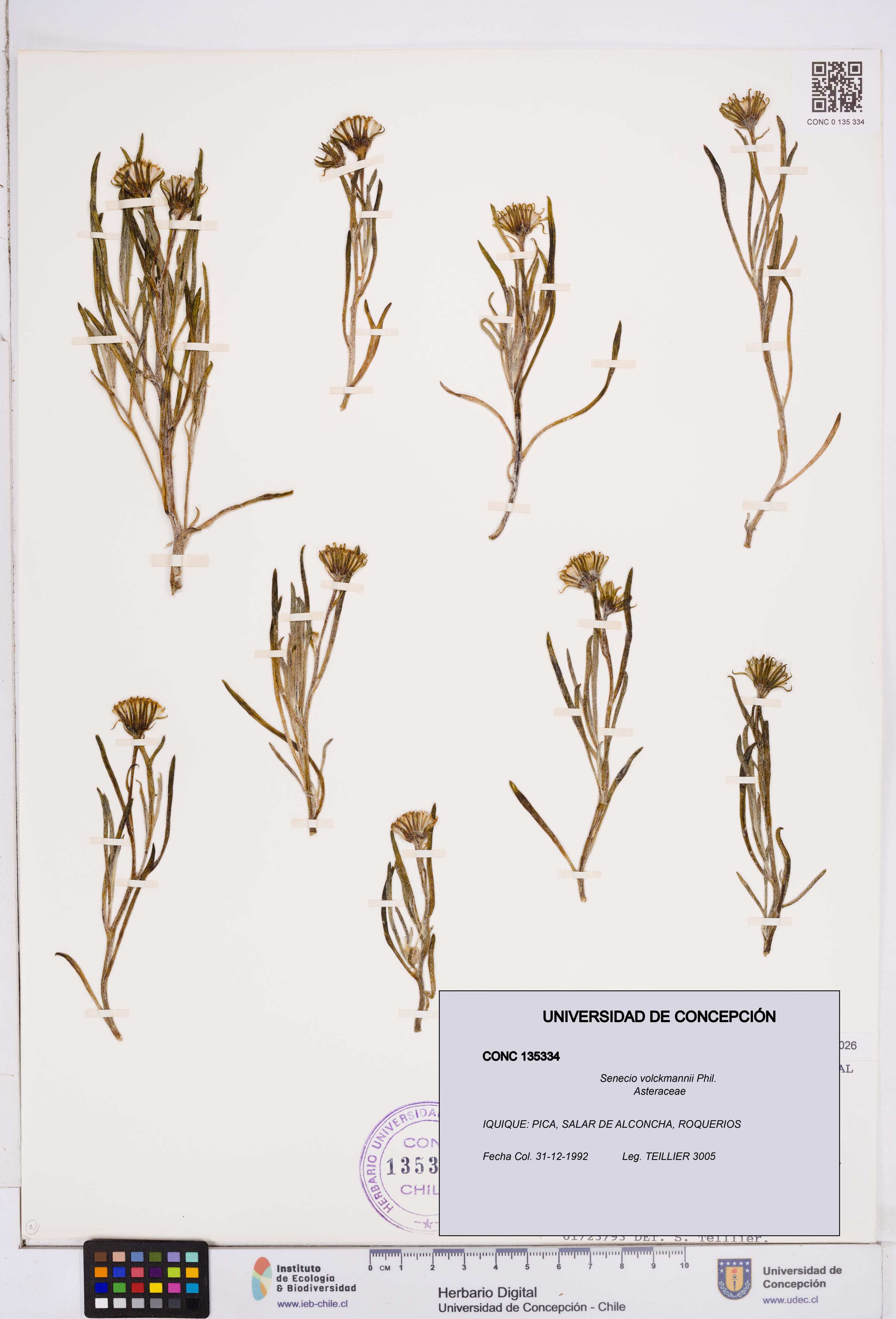Senecio volckmannii [Espécimen: ]