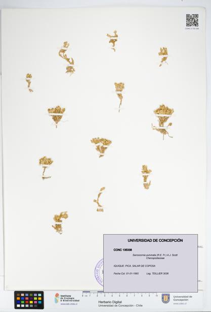 Sarcocornia pulvinata [Espécimen: UDEC:CONC:0135338]