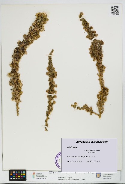 Senecio nutans [Espécimen: UDEC:CONC:0135341]