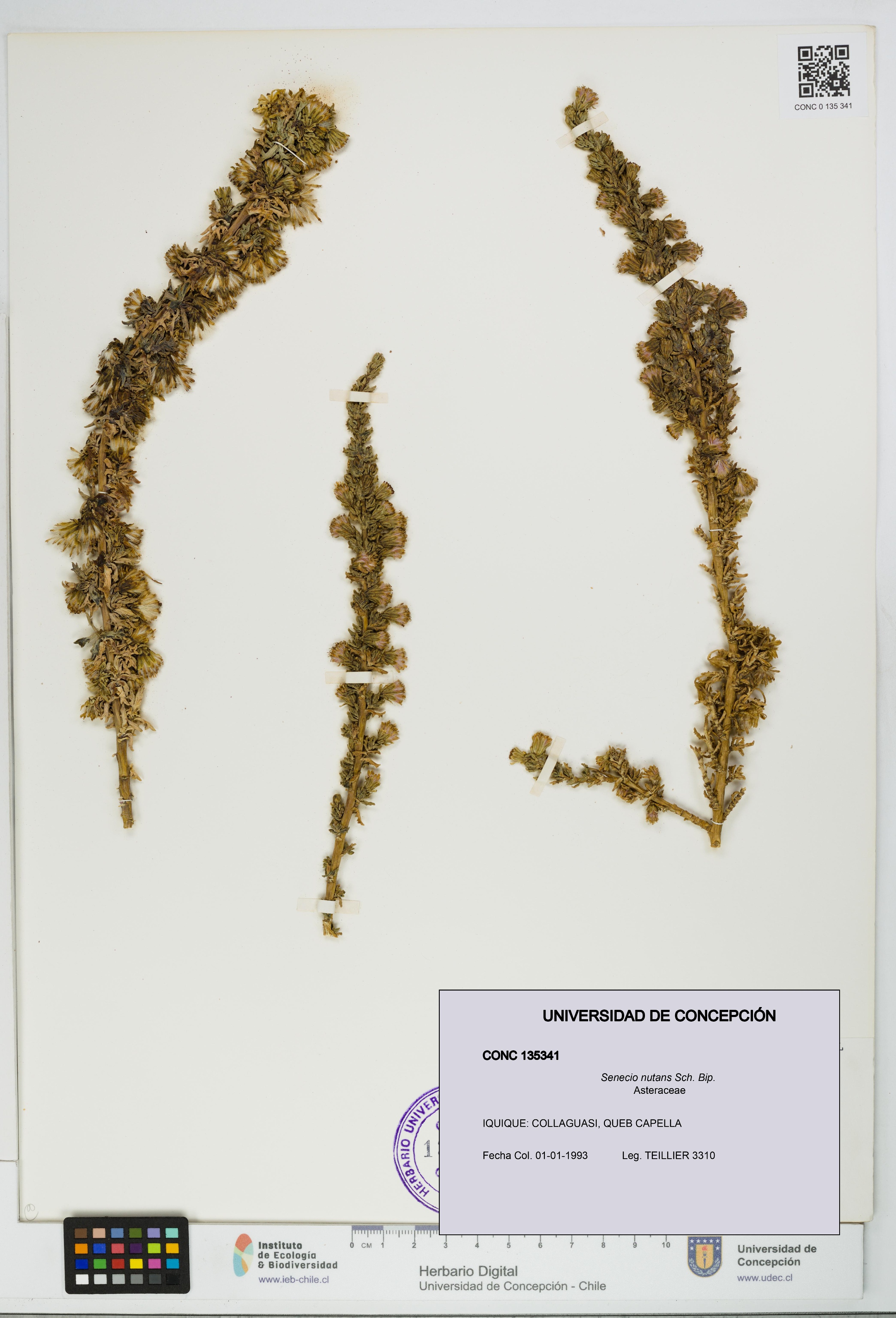 Senecio nutans [Espécimen: UDEC:CONC:0135341]