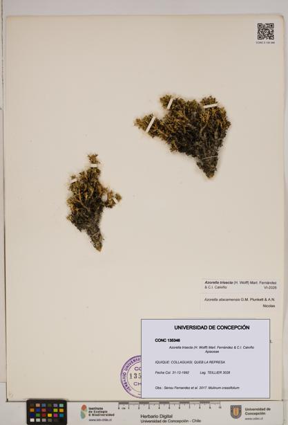 Azorella trisecta [Espécimen: ]