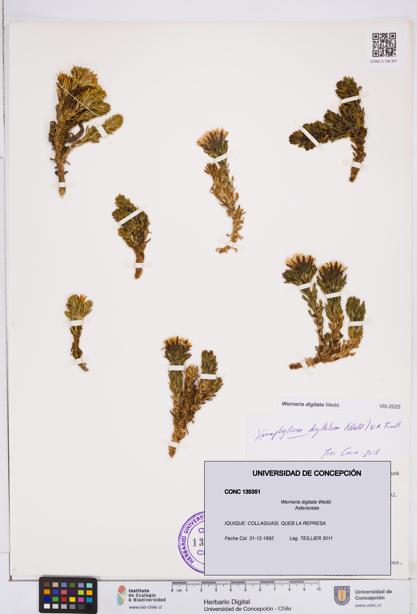 Werneria digitata [Espécimen: ]