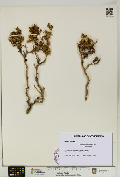 Chersodoma candida [Espécimen: UDEC:CONC:0135352]