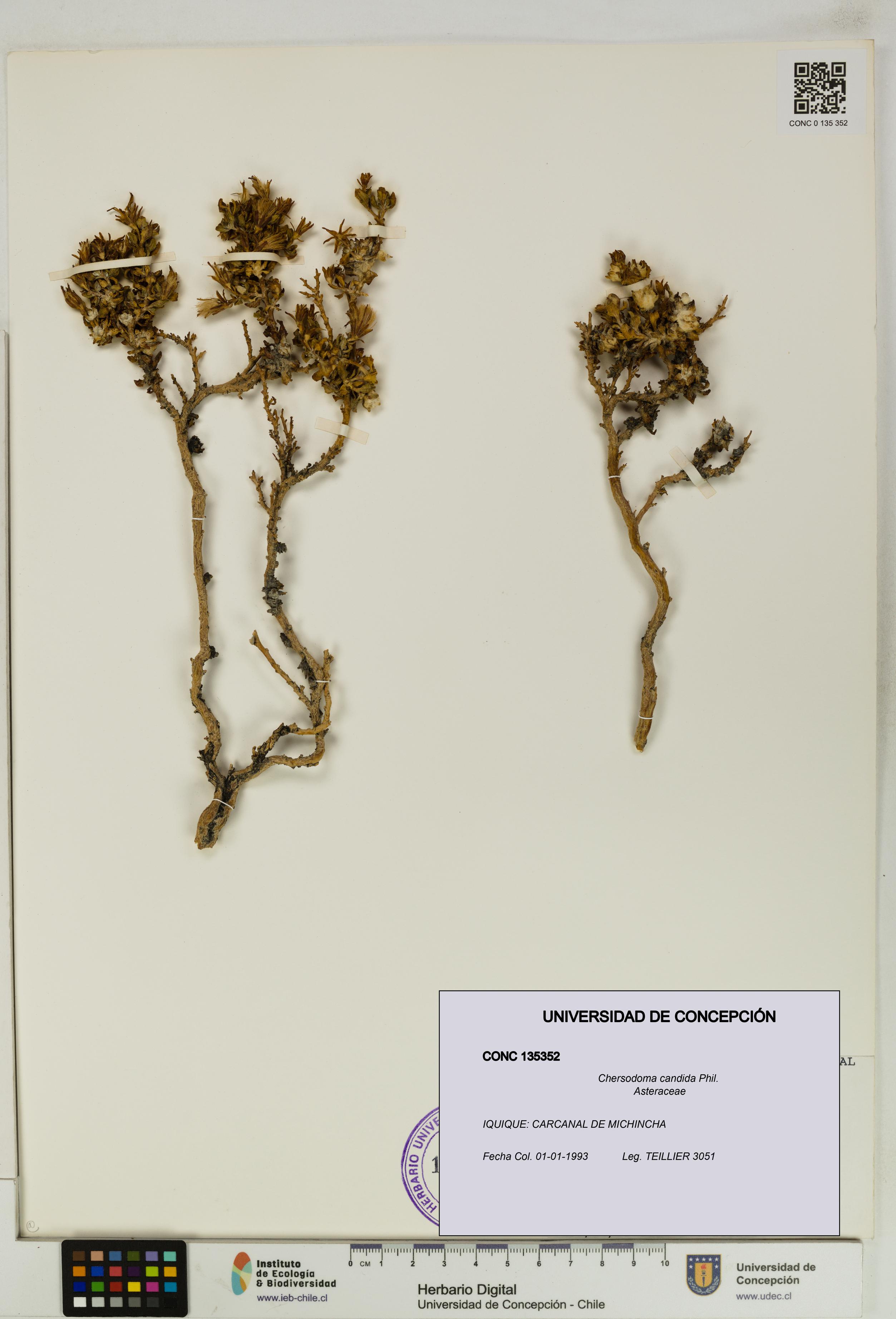 Chersodoma candida [Espécimen: UDEC:CONC:0135352]