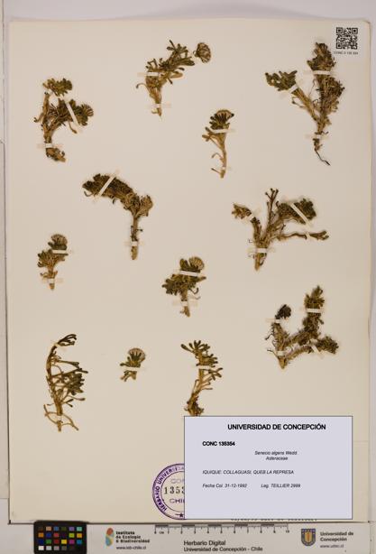 Senecio algens [Espécimen: UDEC:CONC:0135354]