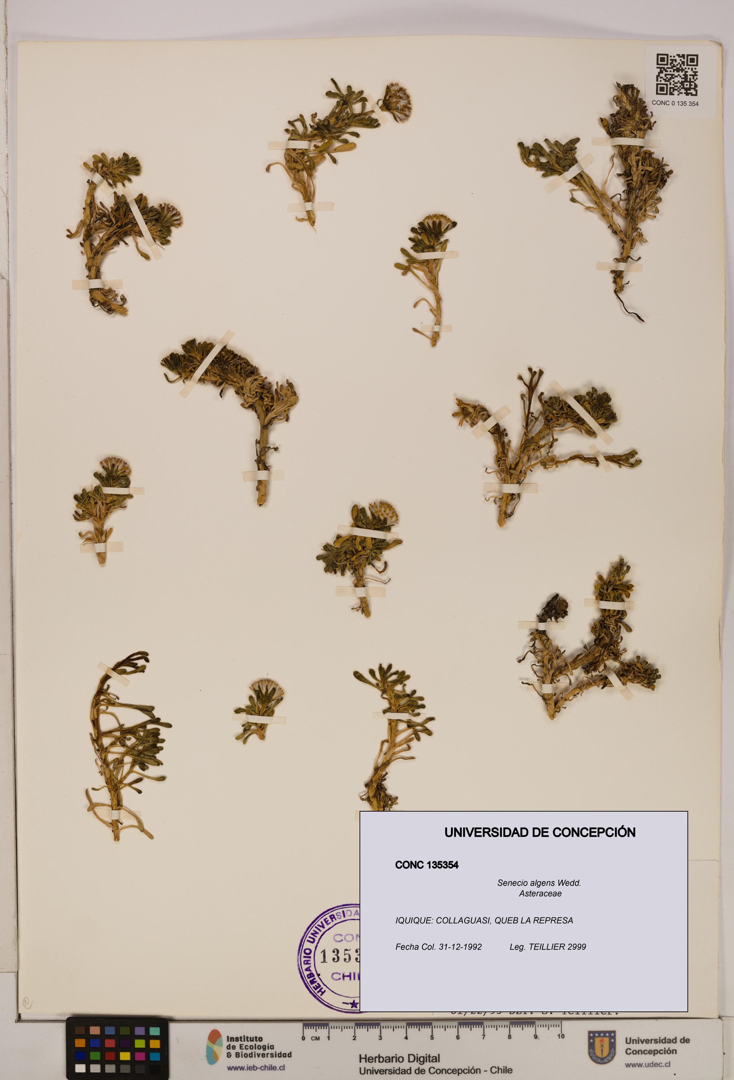 Senecio algens [Espécimen: UDEC:CONC:0135354]