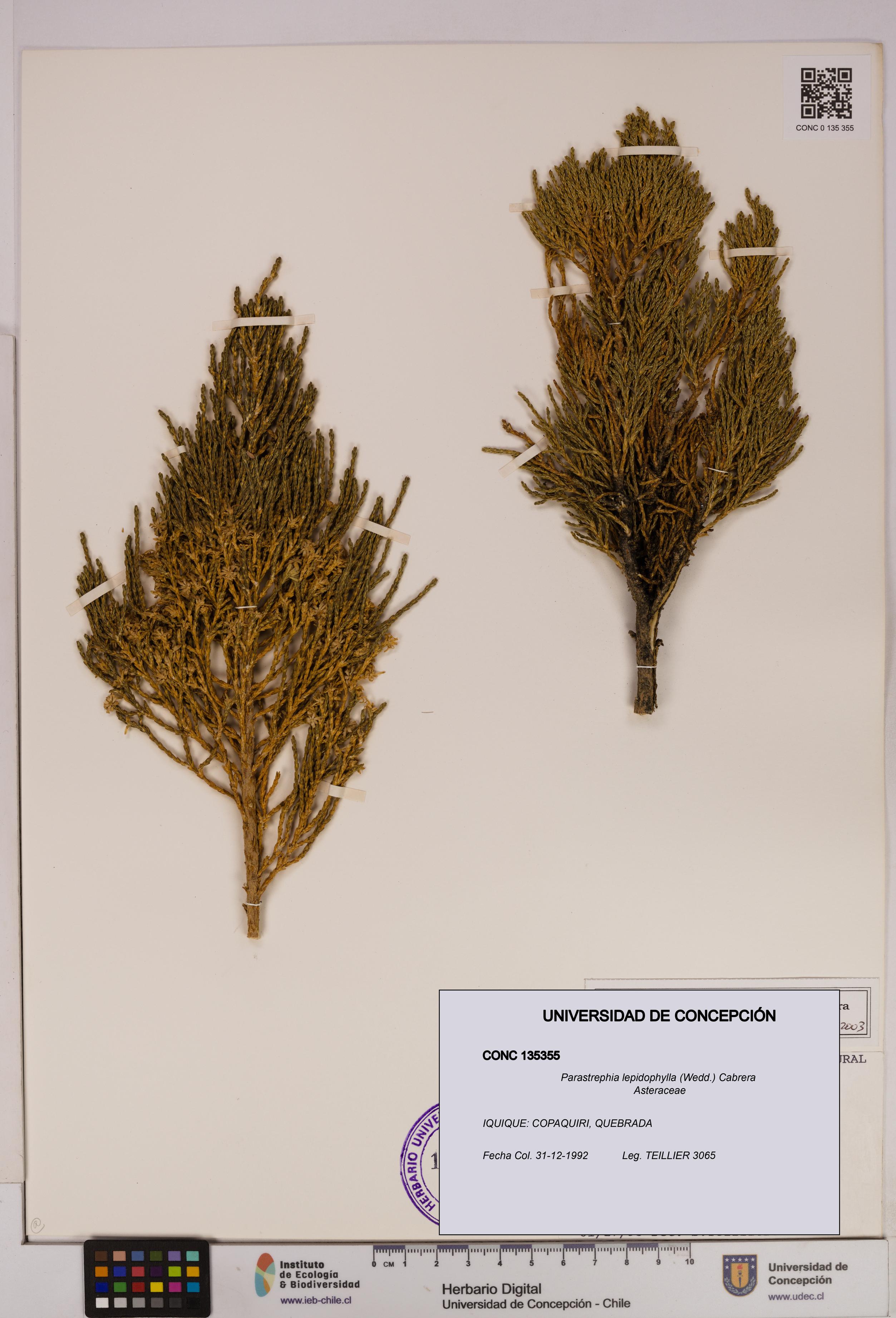 Parastrephia lepidophylla [Espécimen: UDEC:CONC:0135355]