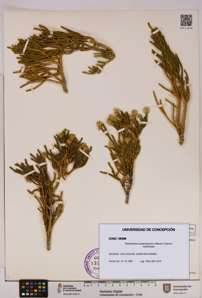 Parastrephia quadrangularis [Espécimen: UDEC:CONC:0135356]