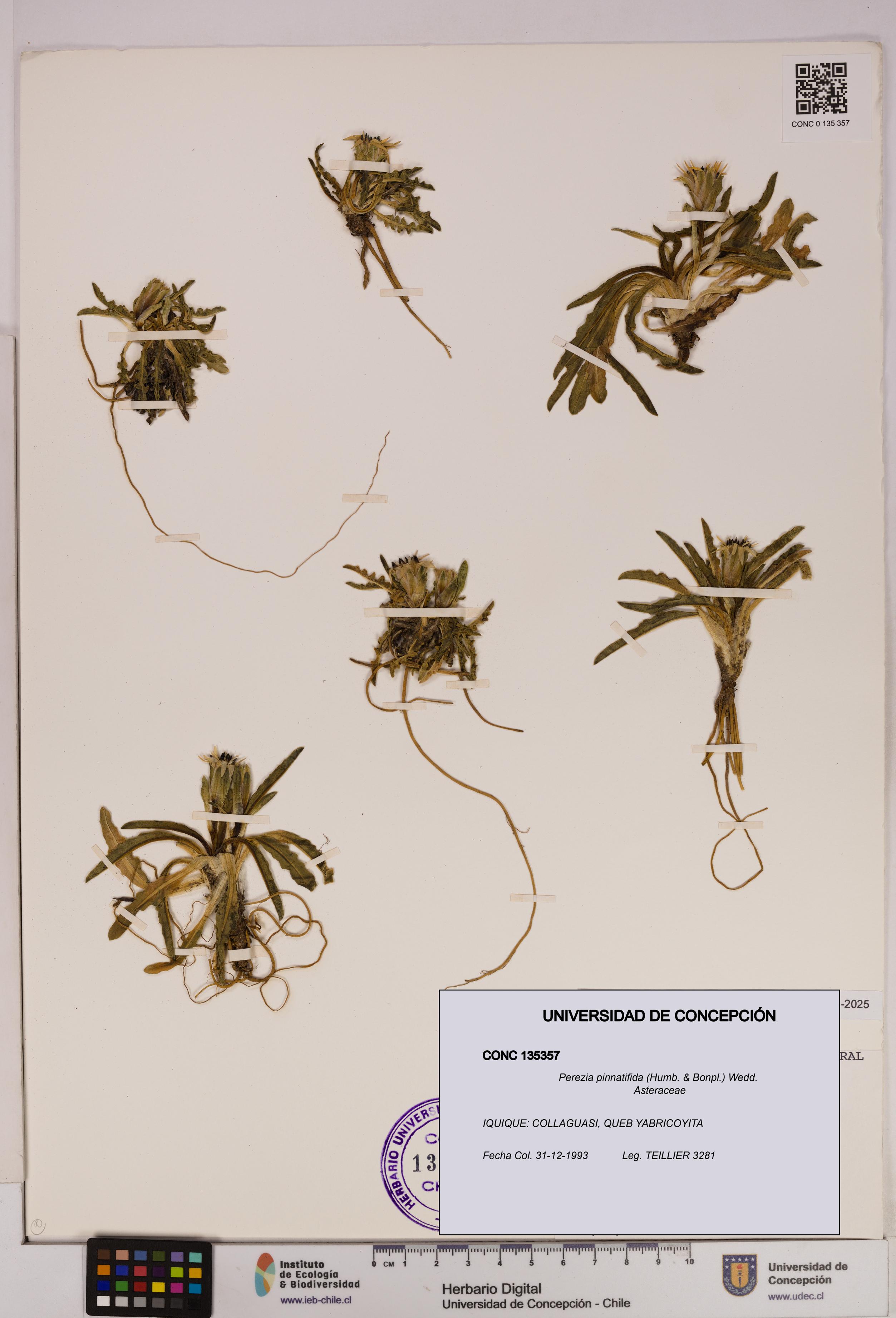 Perezia pinnatifida [Espécimen: UDEC:CONC:0135357]