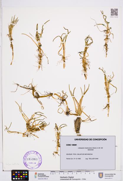 Lilaeopsis macloviana [Espécimen: ]