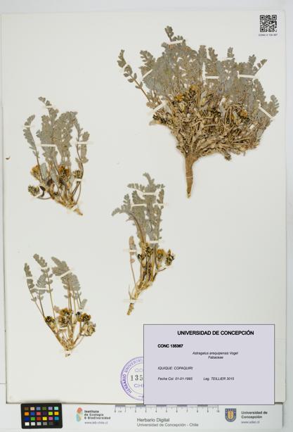 Astragalus arequipensis [Espécimen: UDEC:CONC:0135367]