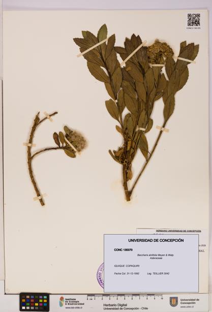 Baccharis alnifolia [Espécimen: UDEC:CONC:0135370]