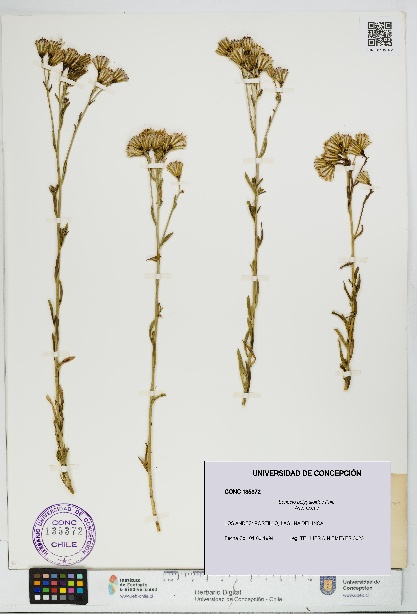 Senecio polygaloides [Espécimen: UDEC:CONC:0135372]