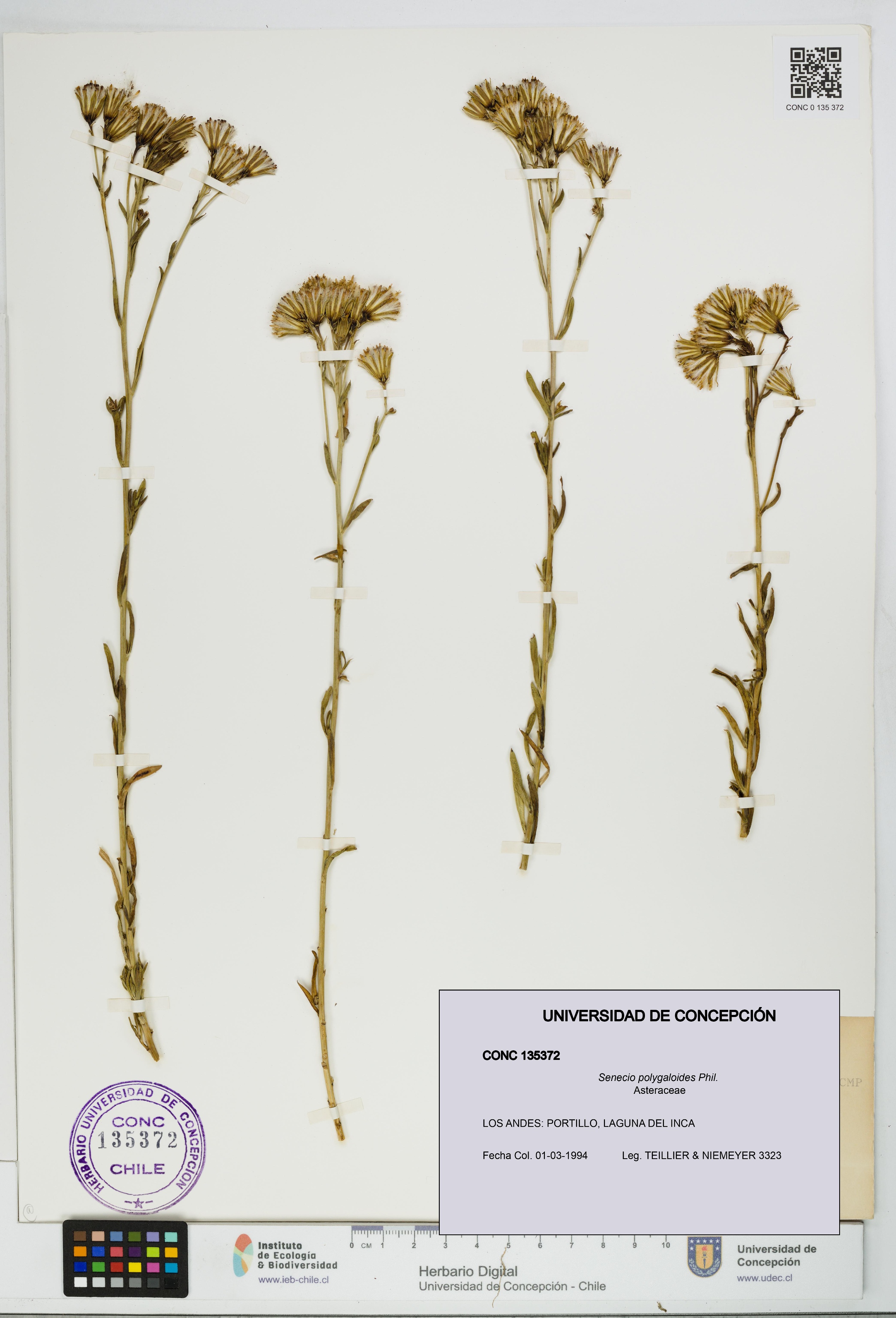 Senecio polygaloides [Espécimen: UDEC:CONC:0135372]