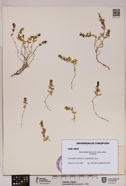 Galium gilliesii [Espécimen: UDEC:CONC:0135373]