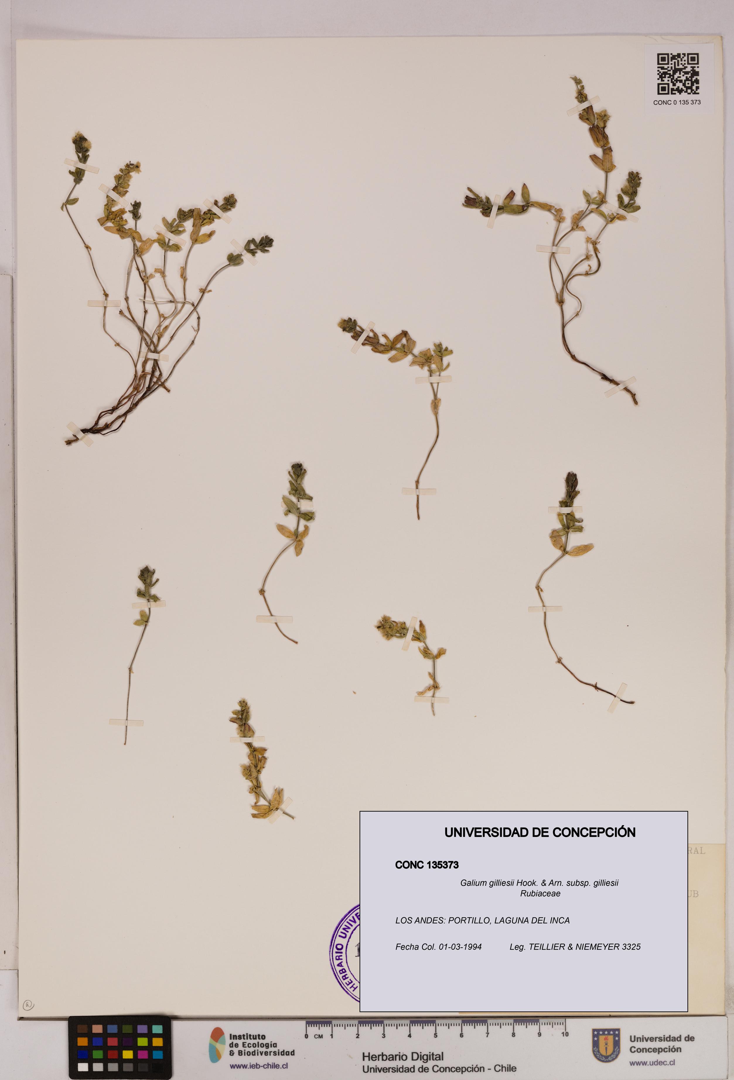 Galium gilliesii [Espécimen: UDEC:CONC:0135373]