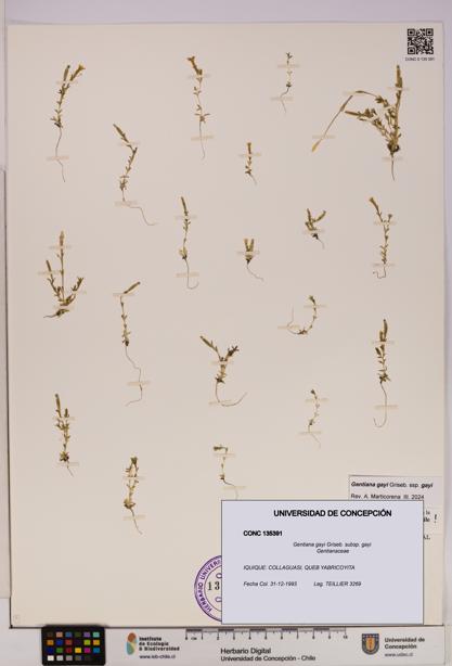 Gentiana gayi [Espécimen: UDEC:CONC:0135391]