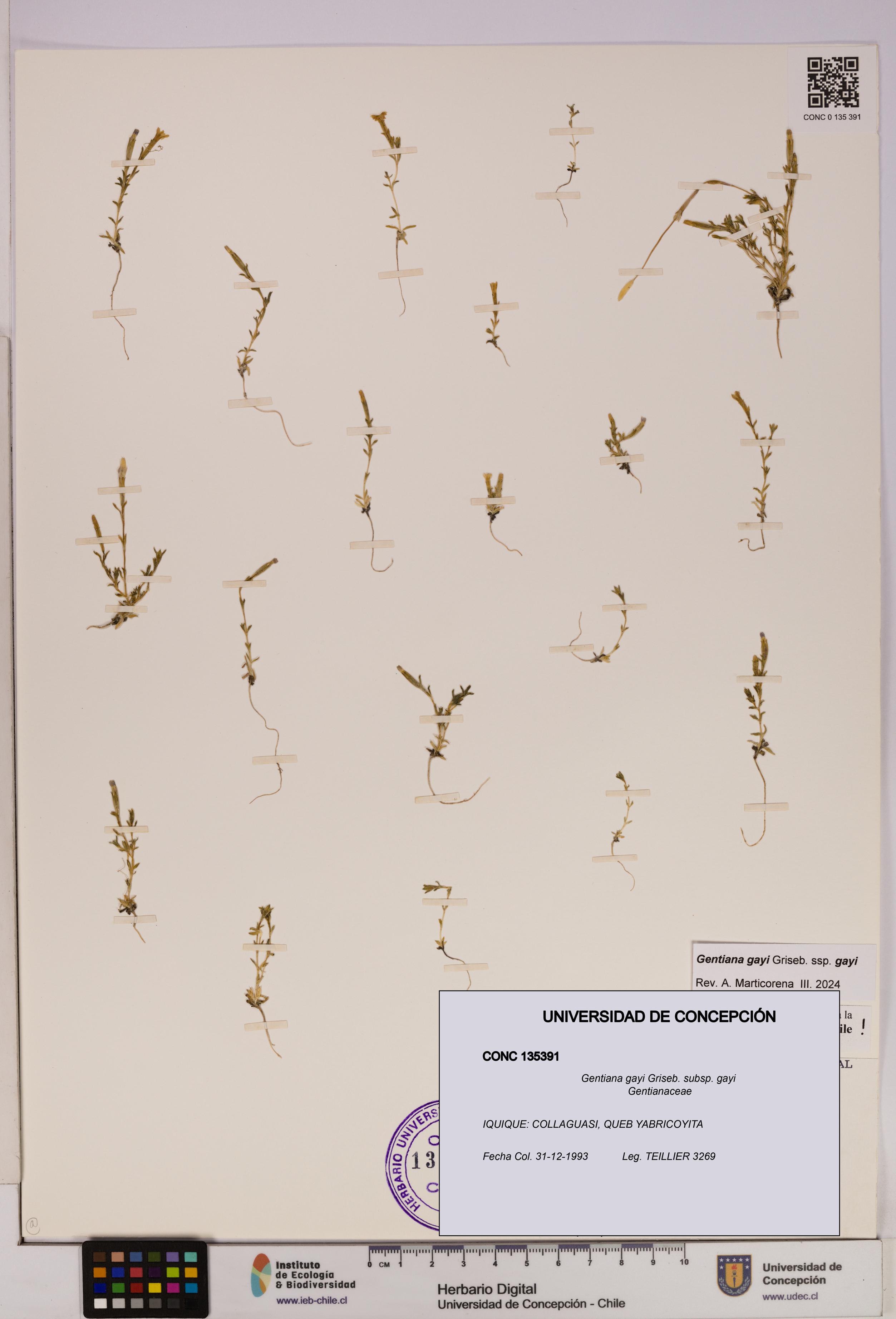 Gentiana gayi [Espécimen: UDEC:CONC:0135391]