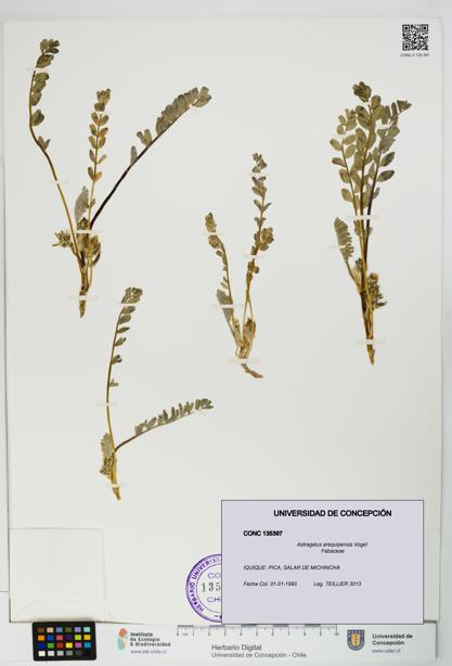 Astragalus arequipensis [Espécimen: UDEC:CONC:0135397]