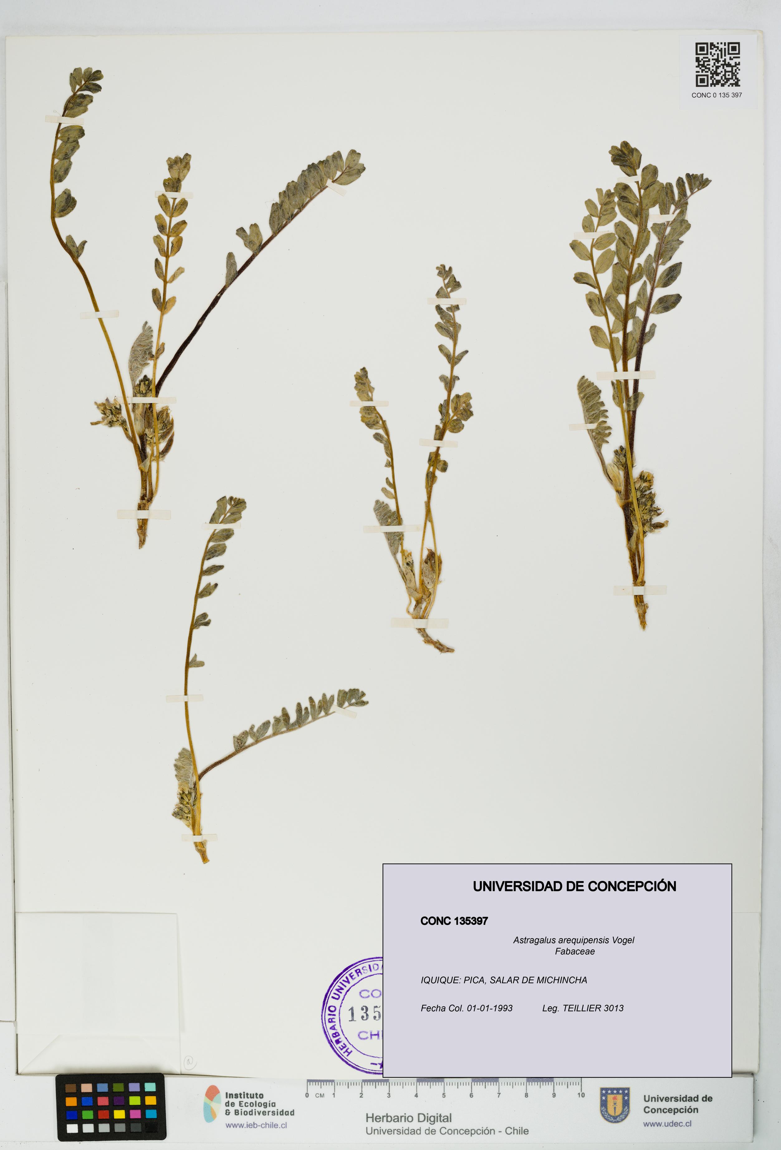 Astragalus arequipensis [Espécimen: UDEC:CONC:0135397]