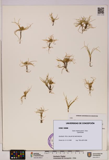 Carex melanocystis [Espécimen: UDEC:CONC:0135399]