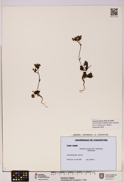 Cistanthe cymosa [Espécimen: UDEC:CONC:0135406]