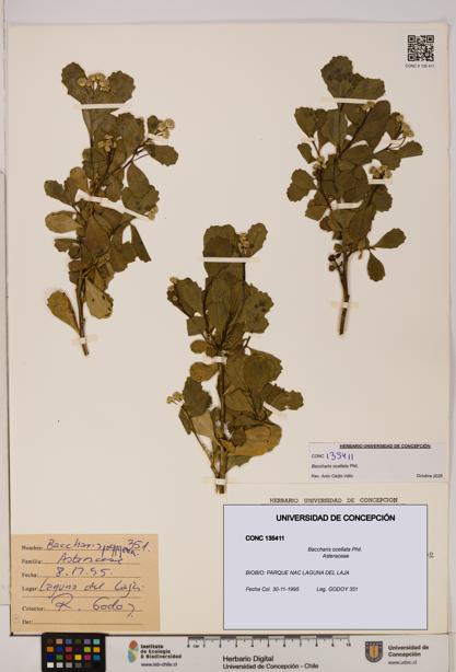 Baccharis ocellata [Espécimen: UDEC:CONC:0135411]