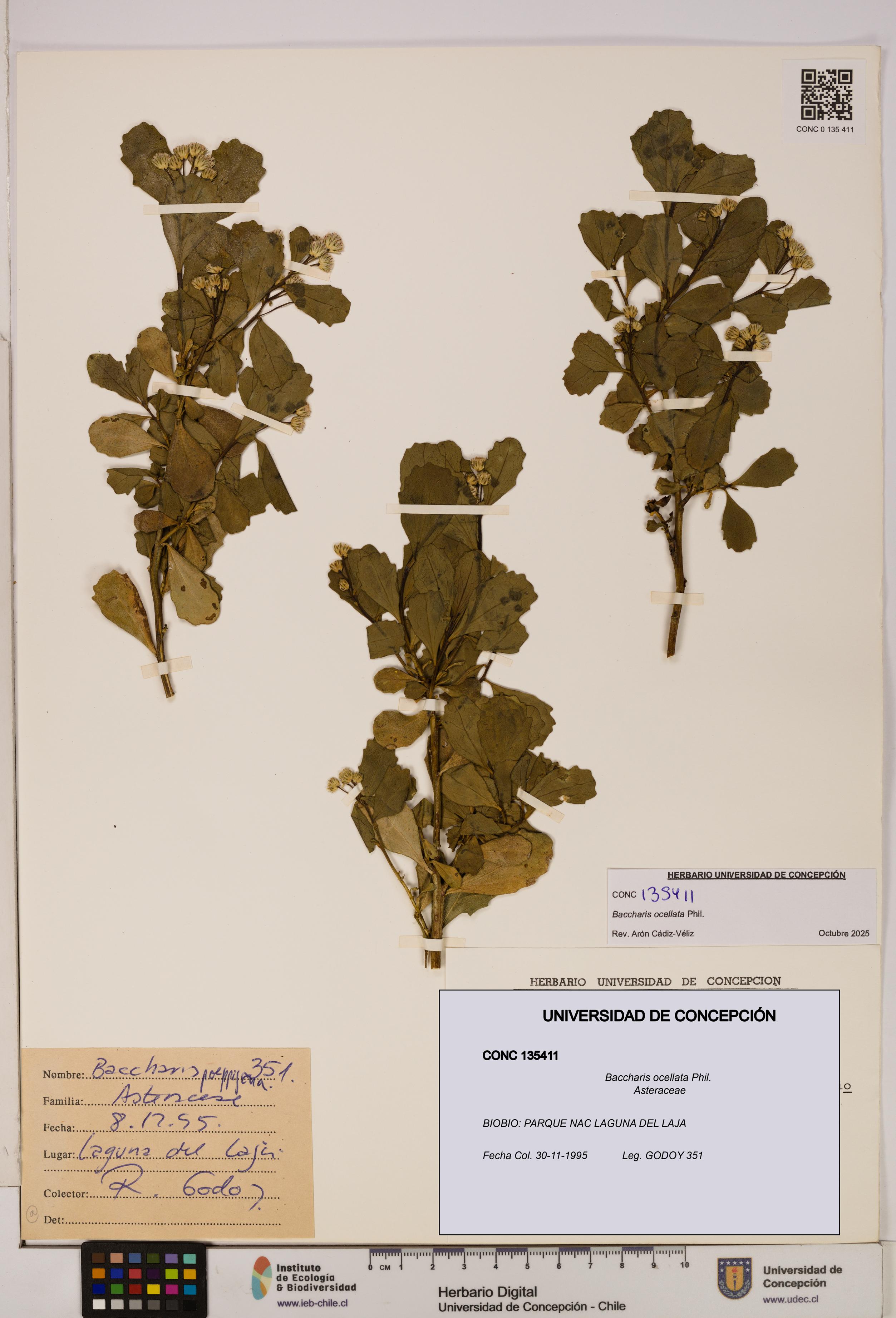 Baccharis ocellata [Espécimen: UDEC:CONC:0135411]