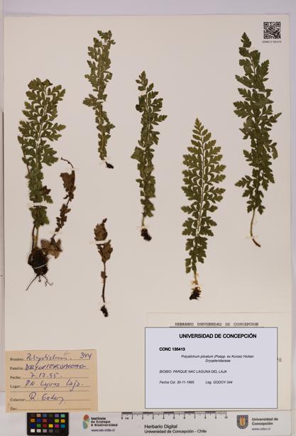 Polystichum plicatum [Espécimen: UDEC:CONC:0135413]
